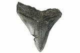 Bargain, Fossil Megalodon Tooth - South Carolina #180955-1
